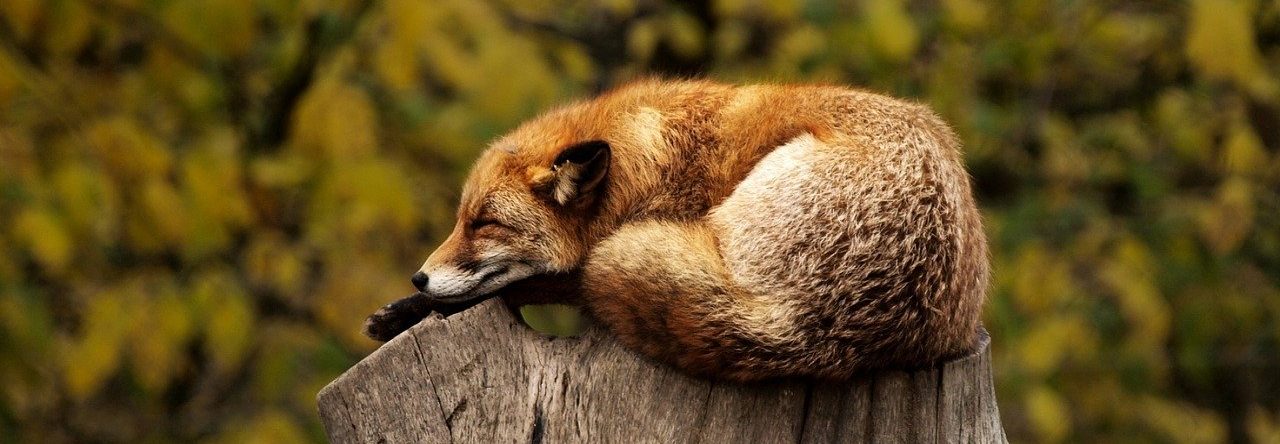 Blog Esotérique Murmures d'Automne
