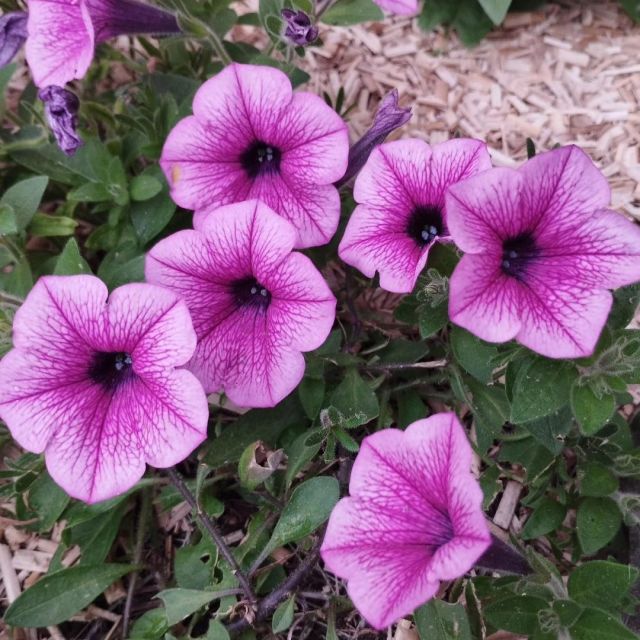 Je passe te souhaiter une très belle fin de journée. Profites bien de ta soirée. 😘
Mon dimanche se passe dans le calme. Grasse matinée et.... Grosse flemme 😂.
Je me suis quand même remise sur mes projets, j'aime quand mes journées sont productives. 
Je voulais dire, concernant Threads : Je n'ai pas encore posté. Je ne sais pas trop quoi dire dans l'immédiat, par contre je réponds, je discute pas mal, avec tout le monde, de tout les sujets. ☺️

Bisous. Prends soin de toi 😘🖤